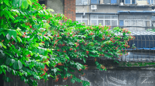 image005.png