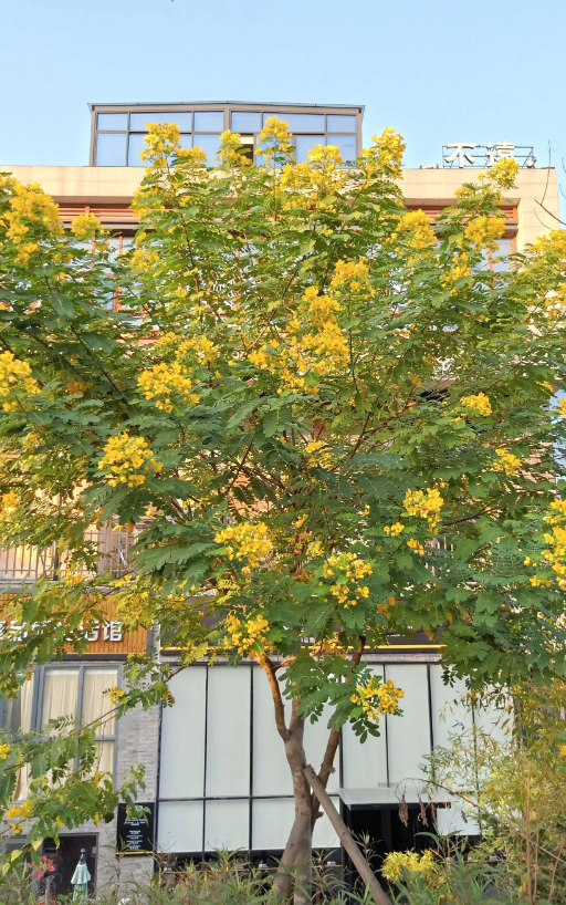 image005.png
